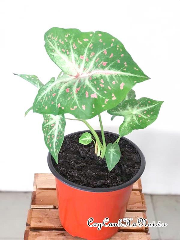 Freckles Caladium