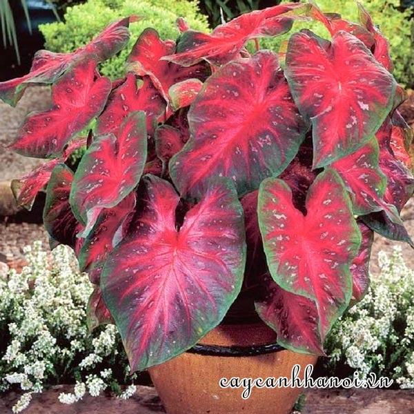 Freida Hemple Caladium