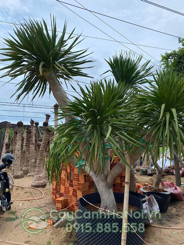 Giá cây phát tài núi cổ thụ (giá cây phát tài núi lớn) tùy thuộc vào năm tuổi