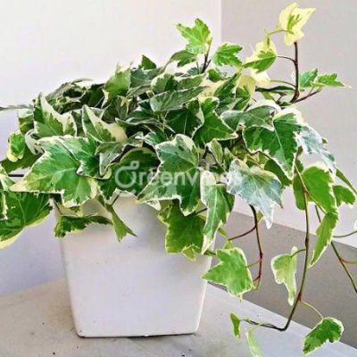gia-cay-thuong-xuan-400x400-9 Giá cây thường xuân - Greenvibes