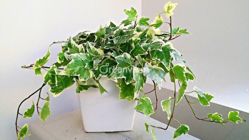 Giá cây thường xuân tốt nhất thị trường | Greenvibes Vietnam