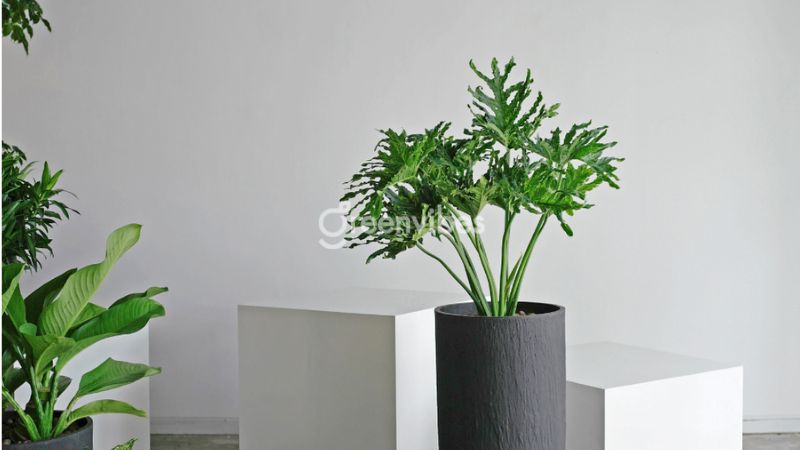 gia-cay-trau-ba-thanh-xuan Giá cây trầu bà thanh xuân