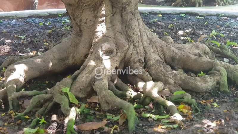 Giá cây mai vàng Tết - Caycoi.net