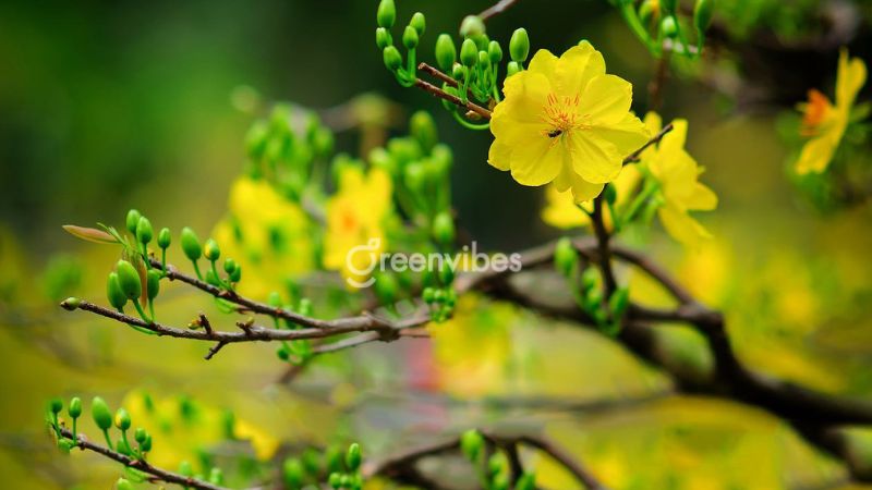 Giá mai vàng 2024 - Caycoi.net