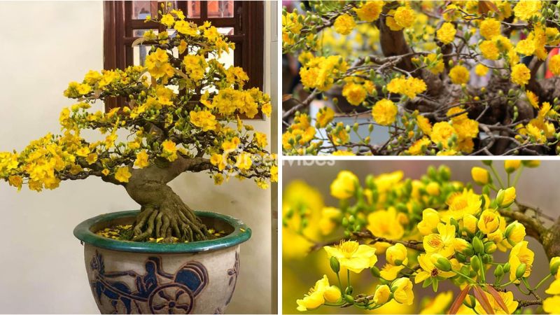 Giá mai vàng năm 2024 - Định giá mai vàng chính xác