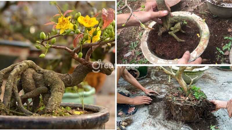 gia-the-trong-mai-3 Thay chậu cho mai vàng đảm bảo sức khỏe tốt cho cây