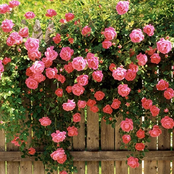 Giàn hoa hồng leo