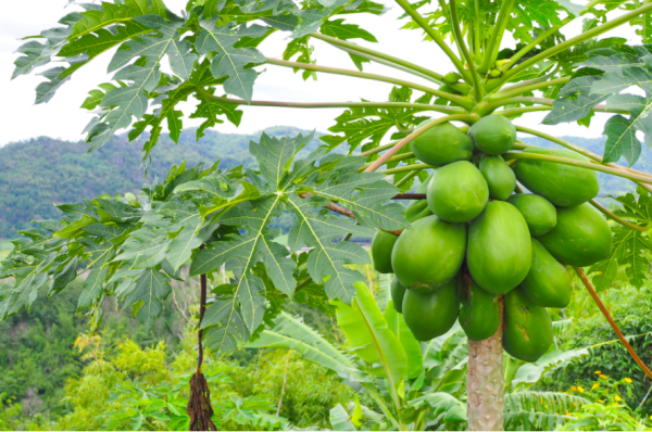 gie1bb9bi-thie1bb87u-chung-ve1bb81-cc3a2y-c491u-c491e1bba7 Giới thiệu chung về cây đu đủ