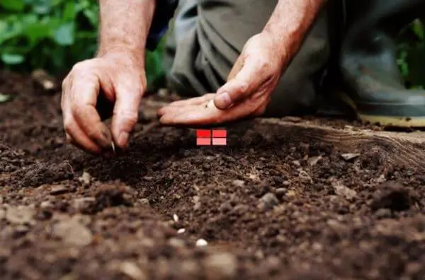 gieo-he1baa1t-rau-me1baa7m Gieo hạt rau mầm