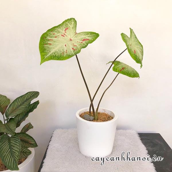 Gingerland Caladium