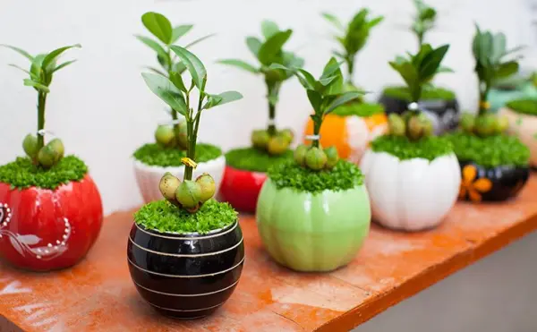 Hãy bắt đầu với việc yêu cây cỏ