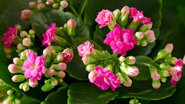 hc3acnh-e1baa3nh-cc3a2y-se1bb91ng-c491e1bb9di-1 Hình ảnh cây sống đời