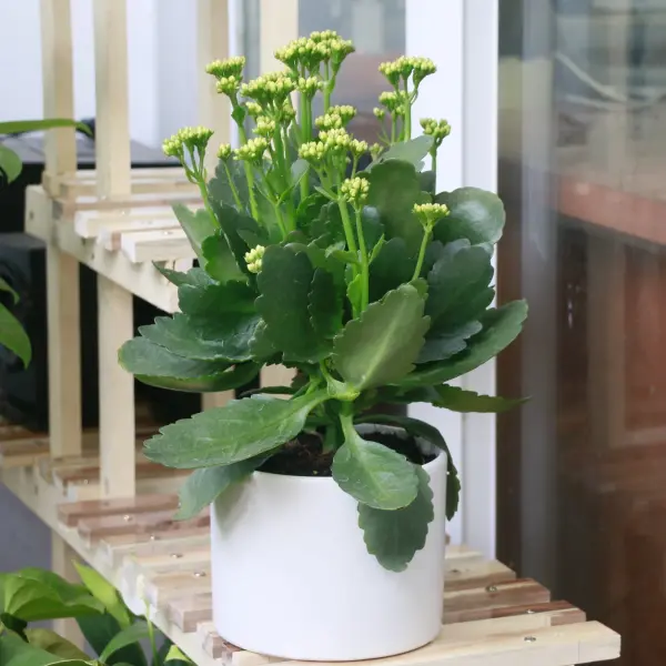 hc3acnh-e1baa3nh-cc3a2y-se1bb91ng-c491e1bb9di Hình ảnh cây sống đời