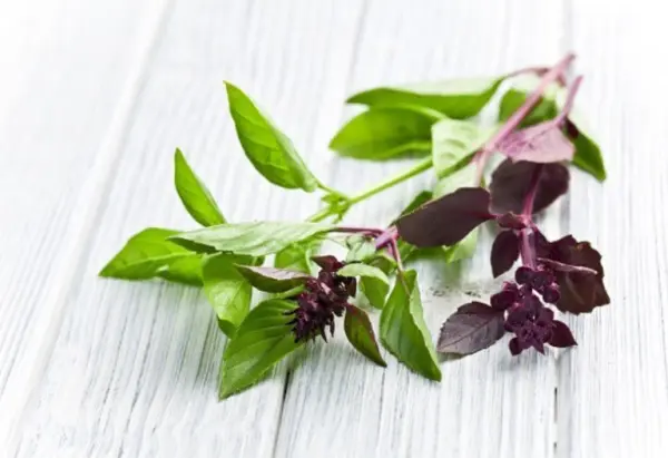 hc3bang-que1babf-1-1 Húng quế