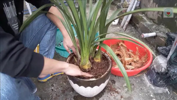 Hướng dẫn các cách trồng hoa địa lan đẹp mắt, độc đáo cho người mới bắt đầu