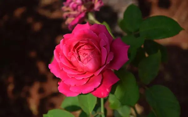 hc6b0e1bb9bng-de1baabn-cc3a1ch-che1bb8dn-cc3a2y-hoa-he1bb93ng-c491e1bab9p2c-de1bb85-tre1bb93ng-1 Hướng dẫn cách chọn cây hoa hồng đẹp, dễ trồng