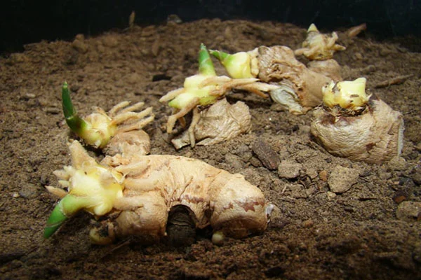 Hướng dẫn cách trồng gừng đơn giản, đúng chuẩn tại nhà