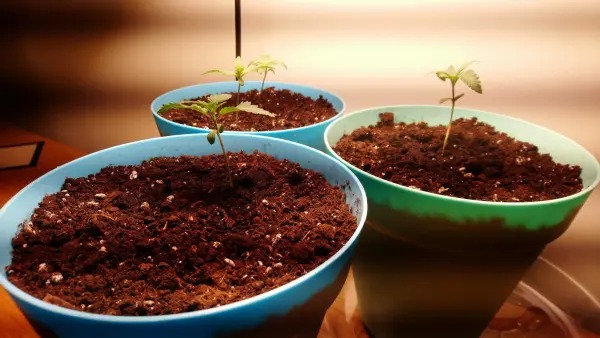 Hướng dẫn cách xử lý xơ dừa