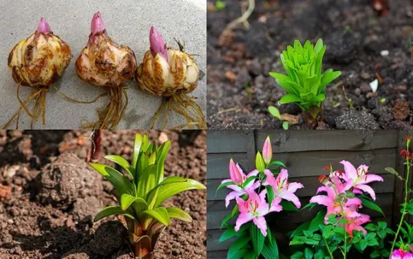 Hướng dẫn chi tiết cách trồng cách hoa lily đơn giản tại nhà