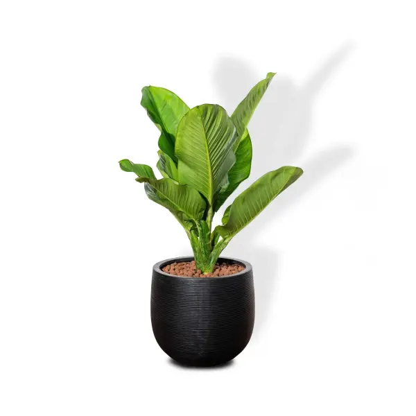 hc6b0e1bb9bng-de1baabn-chi-tie1babft-cc3a1ch-tre1bb93ng-cc3a2y-c491e1baa1i-phc3ba-gia Hướng dẫn chi tiết cách trồng cây đại phú gia