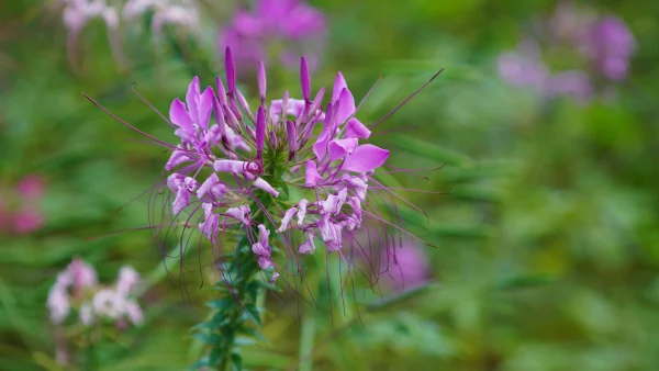 Hướng dẫn chi tiết cách trồng hoa hồng ri đơn giản