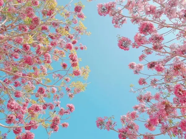 Hướng dẫn chi tiết cách trồng hoa kèn hồng tại nhà