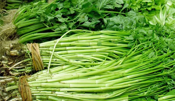 hc6b0e1bb9bng-de1baabn-chi-tie1babft-cc3a1ch-tre1bb93ng-rau-ce1baa7n-nc6b0e1bb9bc-te1baa1i-nhc3a0 Hướng dẫn chi tiết cách trồng rau cần nước tại nhà