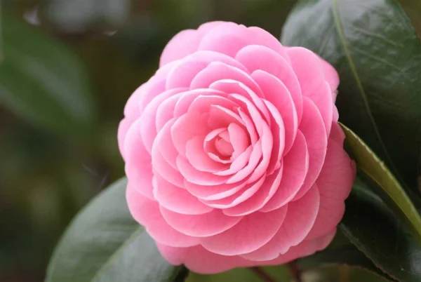 Hướng dẫn chi tiết cách trồng và chăm sóc cây hoa hải đường 