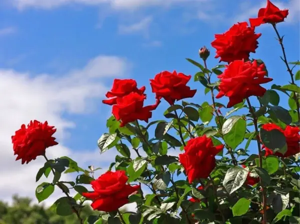 hc6b0e1bb9bng-de1baabn-tc6b0e1bb9bi-hoa-he1bb93ng-be1bab1ng-nc6b0e1bb9bc-vo-ge1baa1o Hướng dẫn tưới hoa hồng bằng nước vo gạo