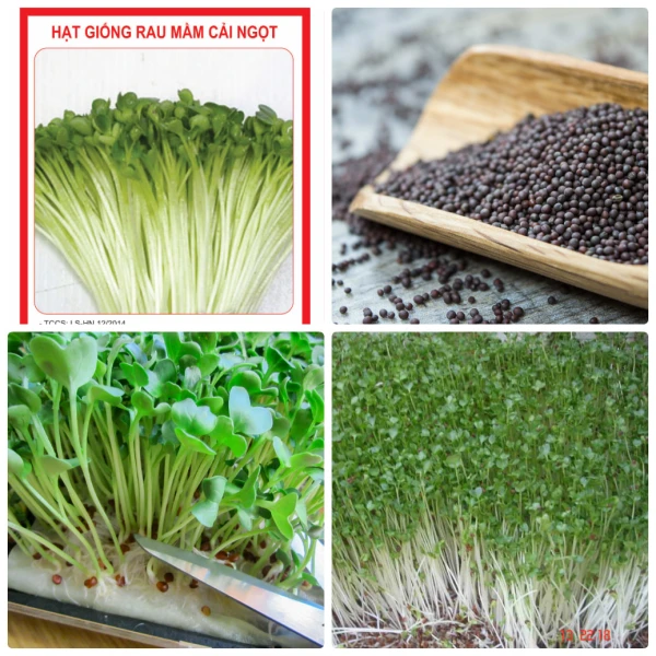 hạt giống rau mầm