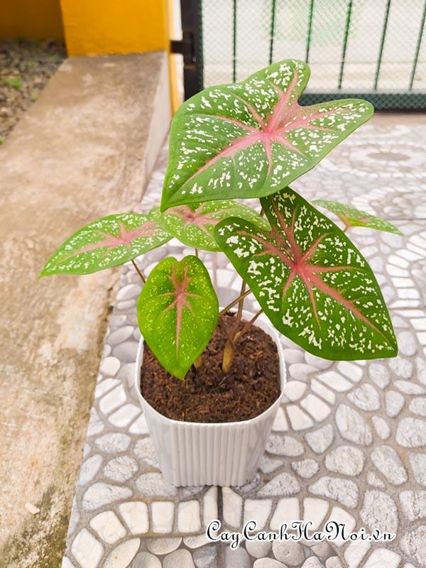 Heart's Delight Caladium