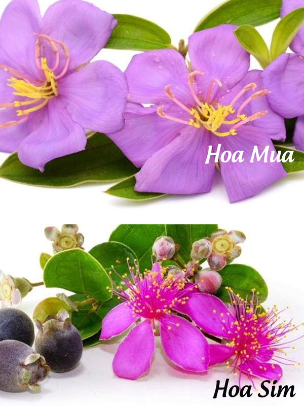 Phân biệt hình dáng hoa mua và hoa sim