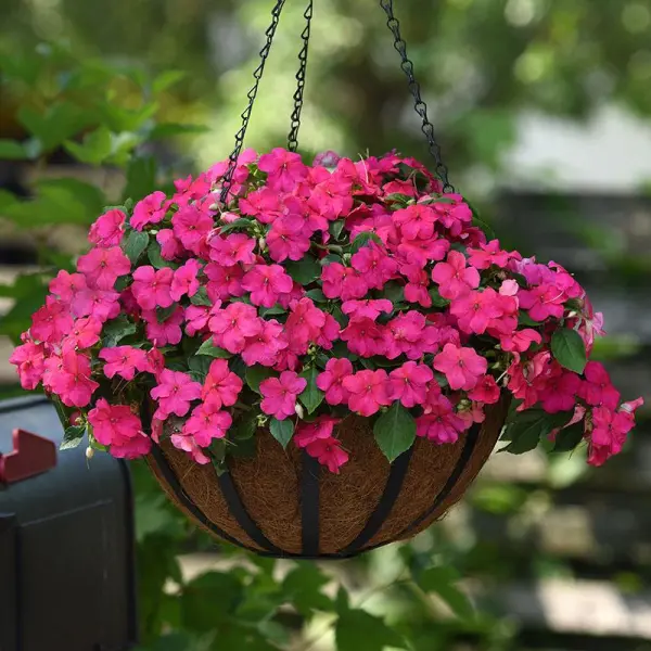 hoa-bicc80m-bicca3p Hoa bìm bịp