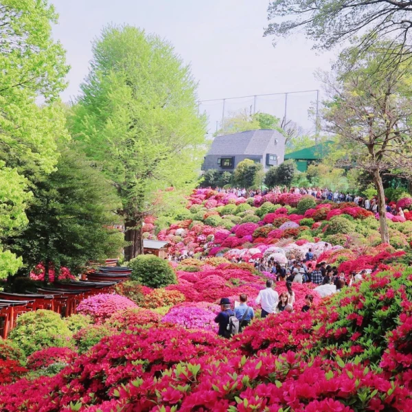 Hoa đỗ quyên phong thủy cho sân vườn mini