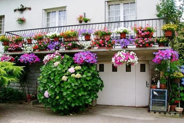 hoa-de1baa1-ye1babfn-the1baa3o-treo-ban-cc3b4ng Hoa dạ yến thảo treo ban công