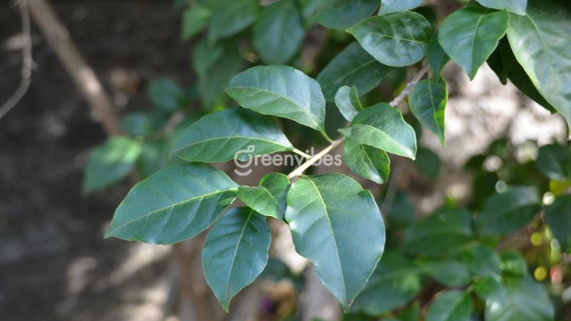 Hoa giấy có nên trồng trước nhà không - Caycoi.net