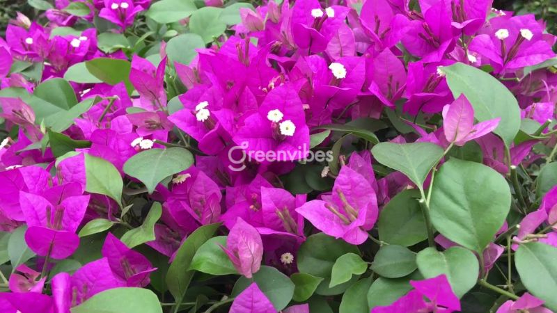 Hoa giấy trồng trước nhà có tốt không - Caycoi.net