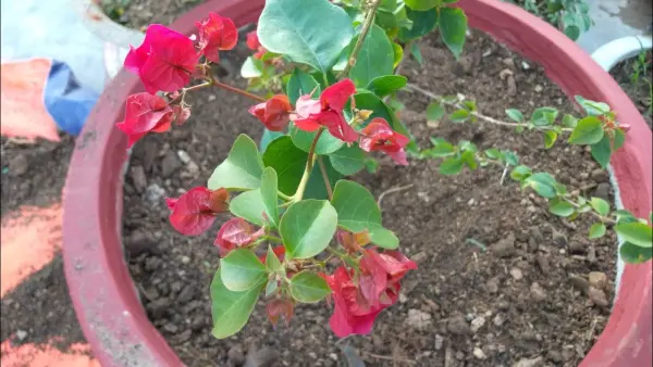 hoa-gie1baa5y-4 hoa giấy