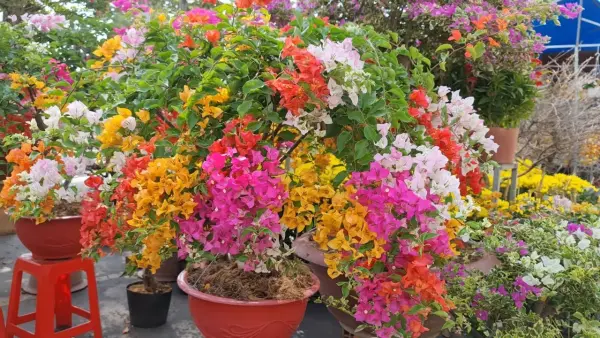 hoa giấy ngũ sắc