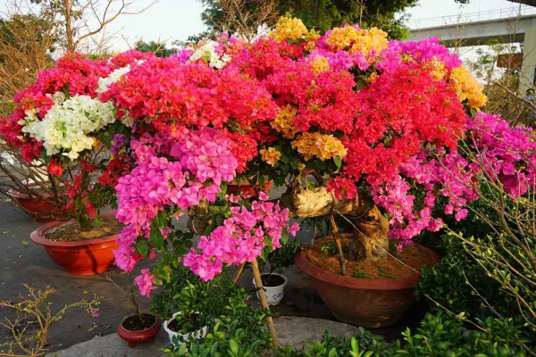 hoa giấy ngũ sắc