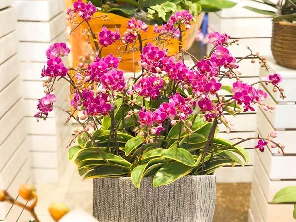 hoa-lan-ho-diep-tim-gia-re-1 Hoa lan hồ điệp tím giá rẻ tại Hà Nội
