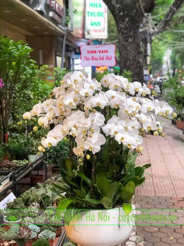 Hoa lan hồ điệp trắng làm quà tặng tuổi ất sửu