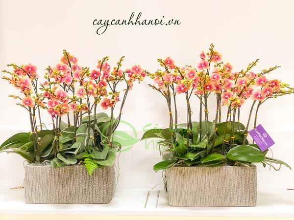 hoa-lan-ho-diep-trang-tri-dep Chậu hoa lan hồ điệp trang trí đẹp