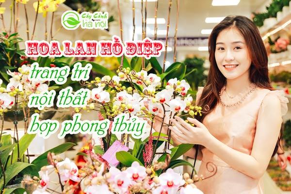 Hoa lan hồ điệp trang trí nội thất hợp phong thủy