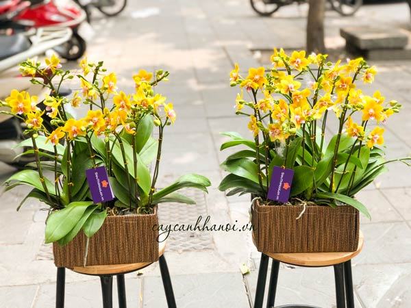 hoa-lan-ho-diep-vang-gia-re Chậu hoa lan hồ điệp vàng giá rẻ