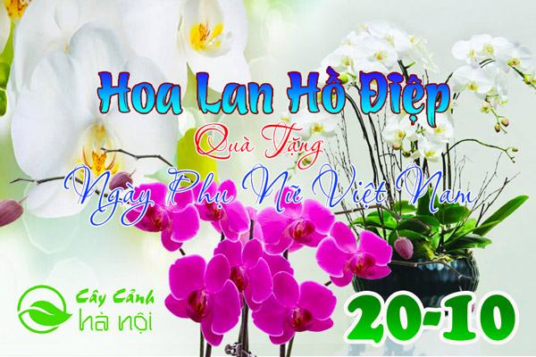 Hoa lan hồ điệp quà tặng 20-10