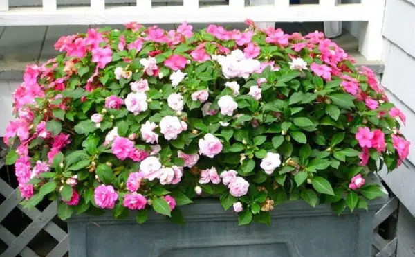 hoa-nge1bb8dc-the1baa3o-trang-trc3ad-ban-cc3b4ng Hoa ngọc thảo trang trí ban công