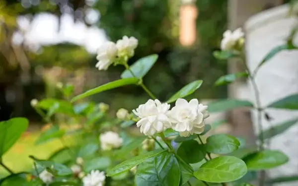 hoa-nhc3a0i-1 hoa nhài