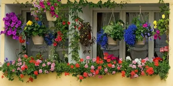 hoa-phong-le1bbaf-the1baa3oc2a0treo-ban-cc3b4ng Hoa phong lữ thảo treo ban công