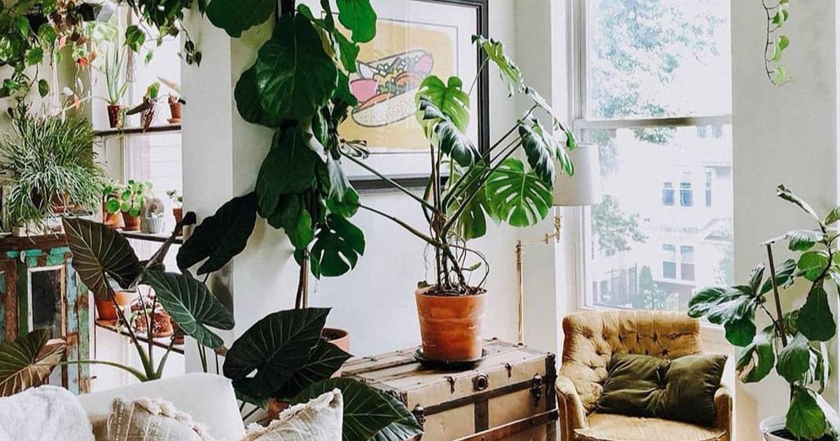 Houseplants Inspiration (#02) – Cây sống trong nhà